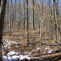 Linwood Acres images 5