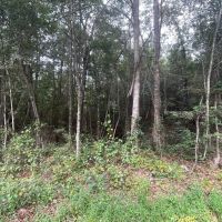 McNair Lane images 2