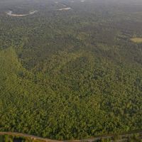 156 Acres for Sale Hunting Land in Pearl River County MS images 5
