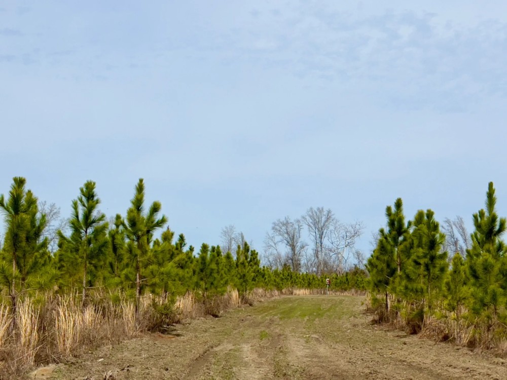 48 Ac Timber amp Homesite North FL featured image