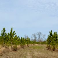48 Ac Timber amp Homesite North FL