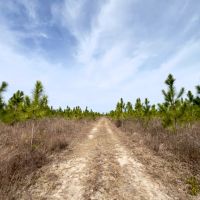48 Ac Timber amp Homesite North FL images 2