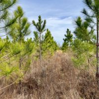 48 Ac Timber amp Homesite North FL images 3