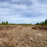 48 Ac Timber amp Homesite North FL images 4