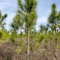 48 Ac Timber amp Homesite North FL images 5