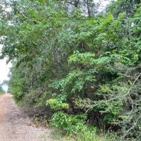 Seller Financing 29 Acres Old Arco Road A-10 Silsbee Stake images 4