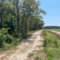 AR Chicot 63 acres - images 5
