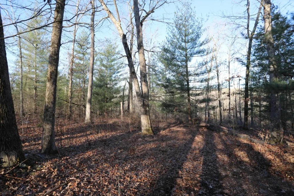 20 Acres For Sale in Williamsville MO featured image