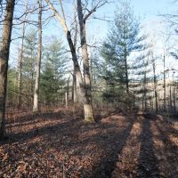 20 Acres For Sale in Williamsville MO