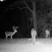 Hunting Land For Sale with Lodge in Franklin County MS images 4
