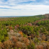 Pineywoods Ranch 613 images 5