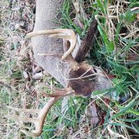 MO - Knox County 115 acres - images 4