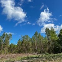 11 Acres T-2C Slim Palmer Rd.