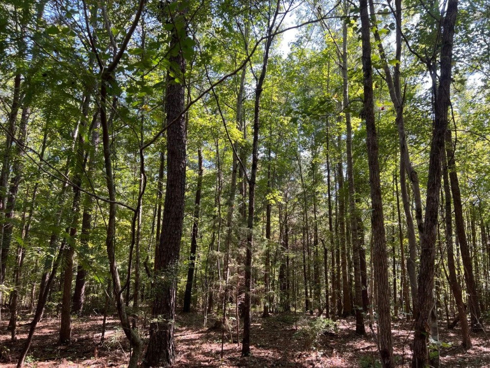 SOLD 147 acre Timber Hunting Tract Hunting Land for Sale
