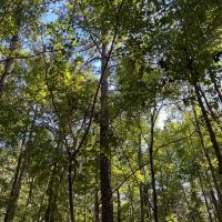 SOLD 147 acre Timber Hunting Tract images 4