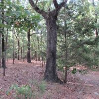 Buck Creek Hideaway images 4