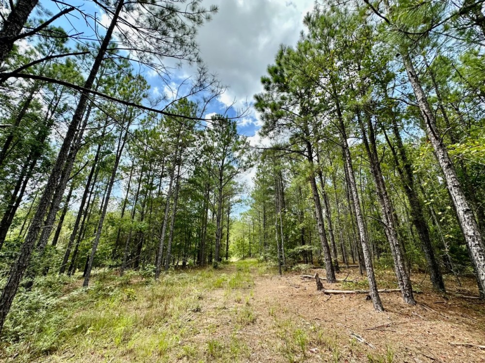 41 acres - in Chilton County featured image