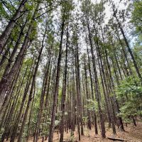 41 acres - in Chilton County images 2