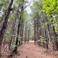 41 acres - in Chilton County images 3