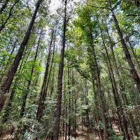 41 acres - in Chilton County images 4