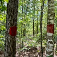 41 acres - in Chilton County images 5