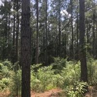 25.38 Acres in Smith County Mississippi