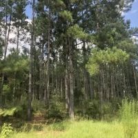 25.38 Acres in Smith County Mississippi images 2