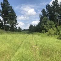 25.38 Acres in Smith County Mississippi images 3