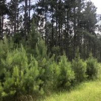 25.38 Acres in Smith County Mississippi images 4