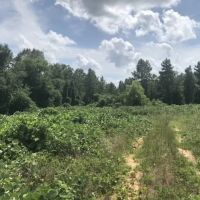 25.38 Acres in Smith County Mississippi images 5