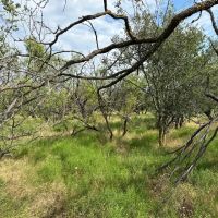 New Listing 22 Acres Tract 19 Shackelford County images 3
