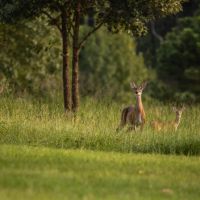Anding Acres images 5