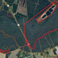 275-Acre Timberland for Sale in Tyrrell County NC