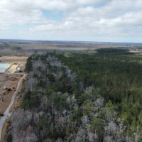 275-Acre Timberland for Sale in Tyrrell County NC images 2