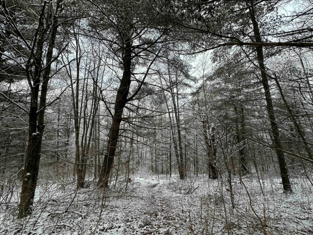 9 acres Hunting Land in Bath NY Sandpit Road featured image
