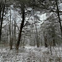 9 acres Hunting Land in Bath NY Sandpit Road