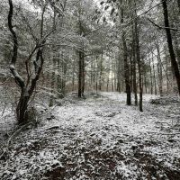 9 acres Hunting Land in Bath NY Sandpit Road images 2
