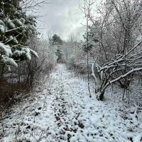 9 acres Hunting Land in Bath NY Sandpit Road images 3