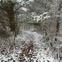 9 acres Hunting Land in Bath NY Sandpit Road images 4