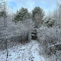 9 acres Hunting Land in Bath NY Sandpit Road images 5