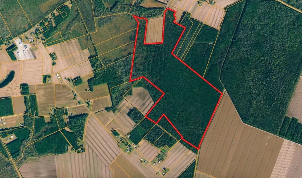 247-Acre Woodland for Sale in Tyrrell County NC - Prime Hunting Land featured image