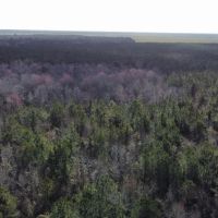 247-Acre Woodland for Sale in Tyrrell County NC - Prime Hunting Land images 2
