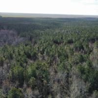 247-Acre Woodland for Sale in Tyrrell County NC - Prime Hunting Land images 3