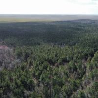 247-Acre Woodland for Sale in Tyrrell County NC - Prime Hunting Land images 4
