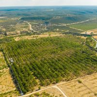 Llano River Pecan Orchard images 2