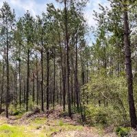 34 acres FM 92 T-12 images 3