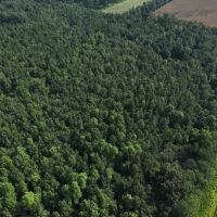 8.52 acres of Recreational Land For Sale in Duplin County NC images 3