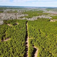 1 110 Acres in Jasper County MS images 4