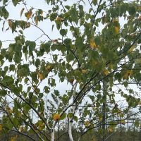 Marathon County Wisconsin 180 Acres For Sale REDUCED images 4
