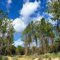 9 Acres T-3 Slim Palmer Rd. images 5